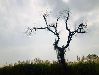 Bare tree on field against sky