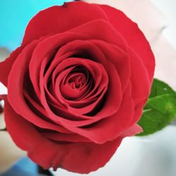 Close-up of red rose blooming outdoors