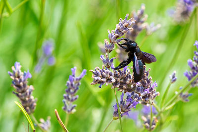 Black hornet on the lavender flower