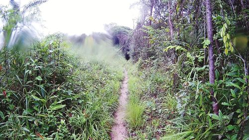 Panoramic shot of trees growing on field