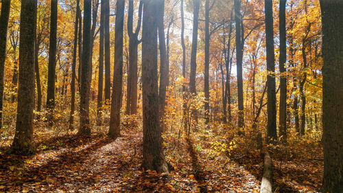 Trees in forest during autumn