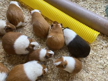 High angle view of birds