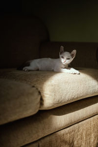 Close-up of cat resting on sofa