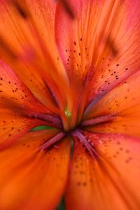 Full frame shot of orange flower