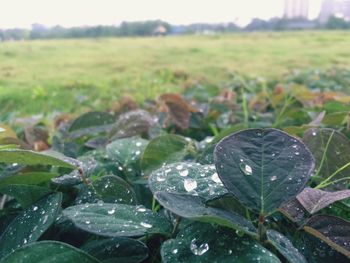 Close-up of water drops on leaf