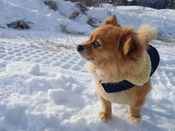 Dog on snow field