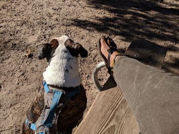 High angle view of dog on beach