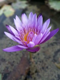 Close-up of purple water lily