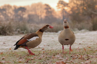 Close-up of duck on field