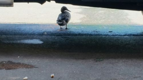 Pigeon perching on wall