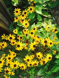 Close-up of yellow flowers