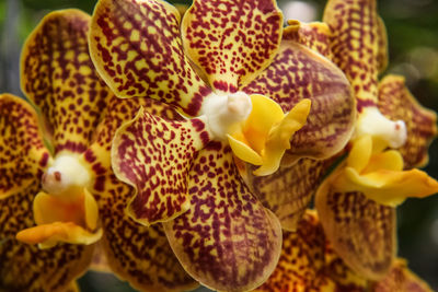 Close-up of yellow orchids on plant