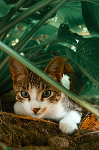 Close-up portrait of a cat sitting near green plants