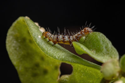 Close-up of insect on leaf against black background