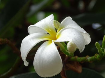 Close-up of water drops on flower