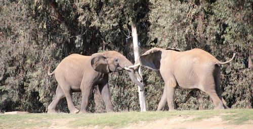 Elephant in a forest