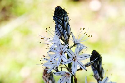 Close-up of butterfly on flower