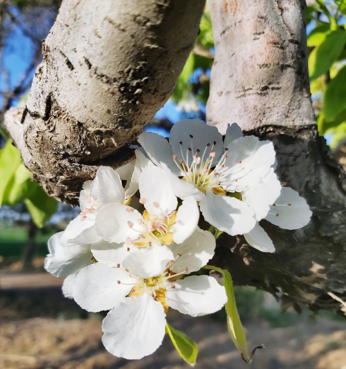 CLOSE-UP OF CHERRY BLOSSOM TREE