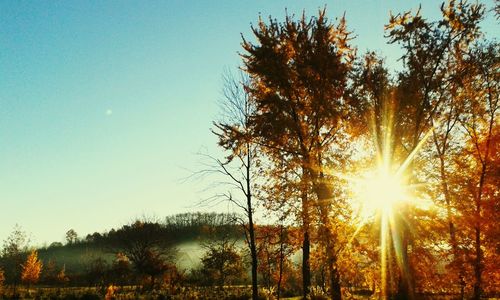 Sun shining through trees