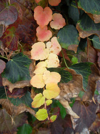 Close-up of plants