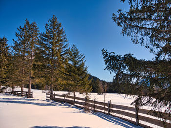 Trees on snow covered landscape against sky