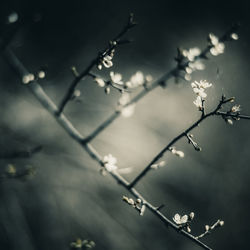 Close-up of leaves on twig