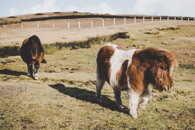 Miniature horses standing on field