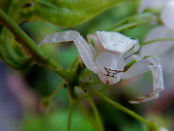 Close-up of white flowering plant