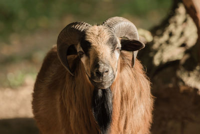 Close-up portrait of horse