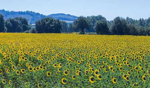 Full frame shot of sunflower field