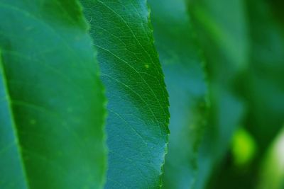 Close-up of green leaves