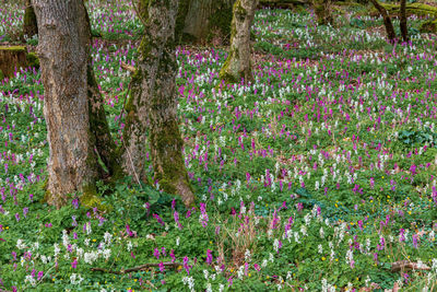 Pink flowering plants by trees in forest