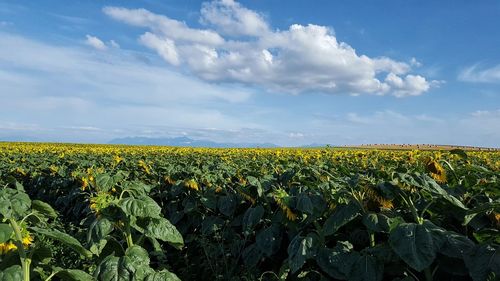 Scenic view of field against cloudy sky