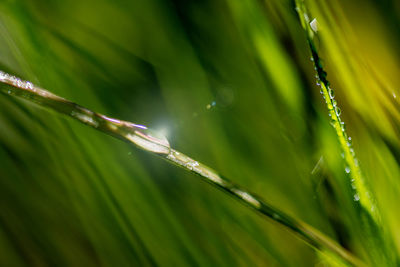 Close-up of grass