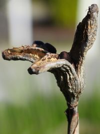 Close-up of dead plant