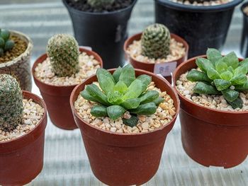 High angle view of potted plants on table