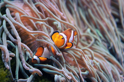 Fish swimming in sea