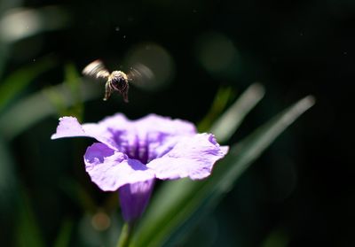 Close-up of purple flower