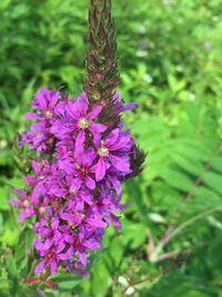 Close-up of purple flowers