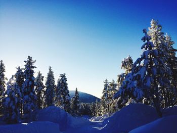 Snow covered trees against clear blue sky