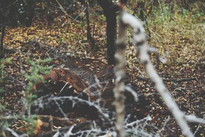 Close-up of bird in forest