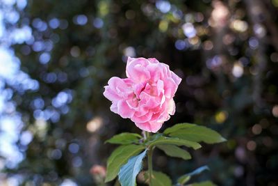 Close-up of pink rose