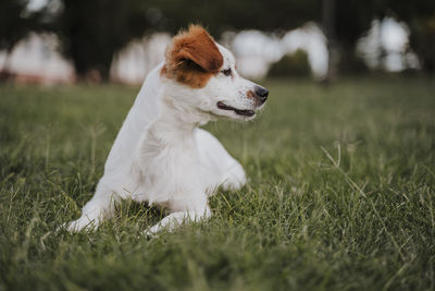 Dog on grass at park