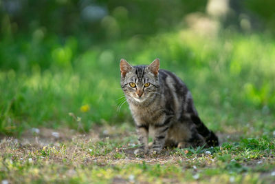 Portrait of a cat on field