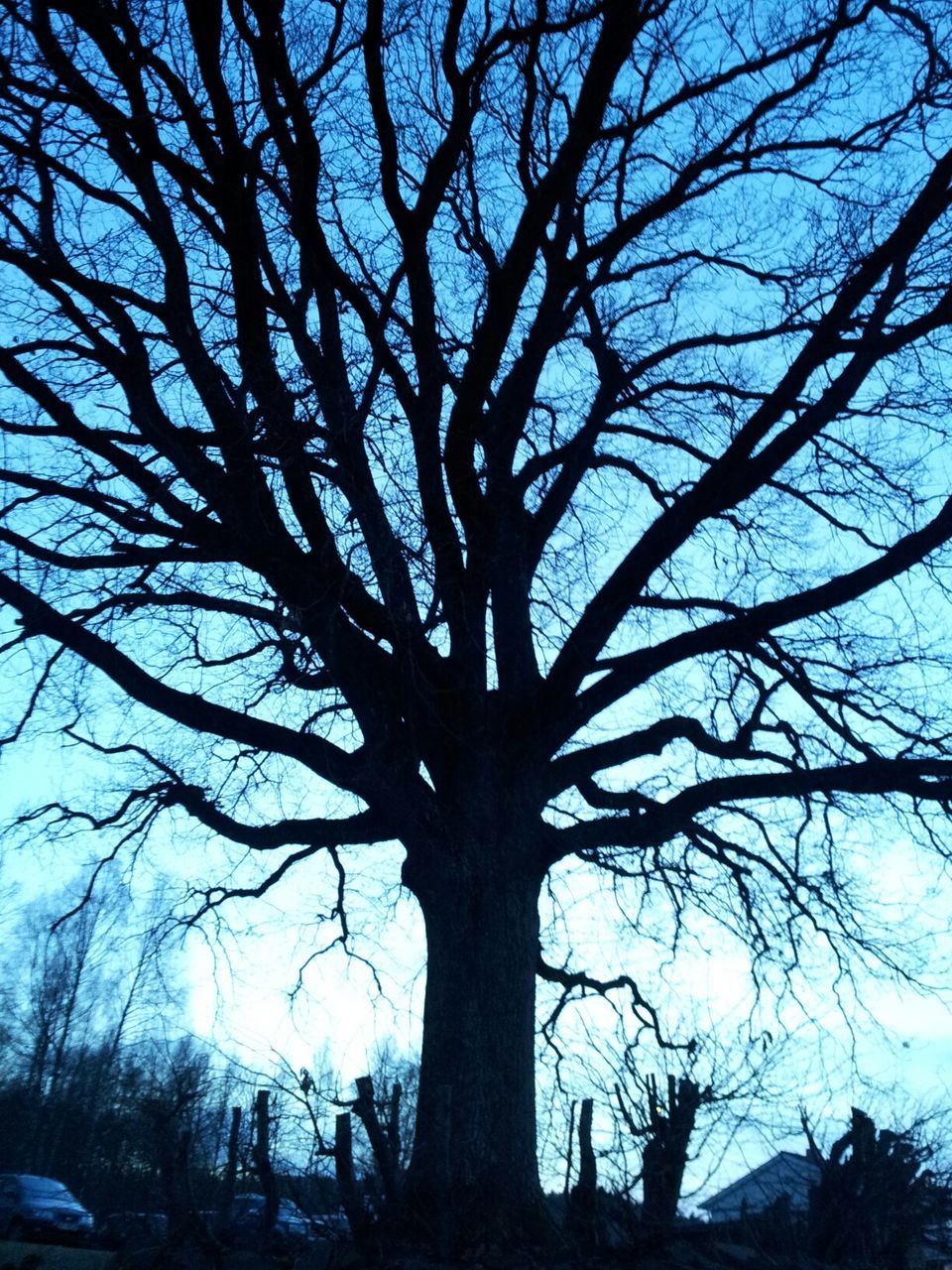 bare tree, tree, branch, low angle view, silhouette, sky, tree trunk, tranquility, nature, beauty in nature, scenics, blue, tranquil scene, outdoors, growth, no people, sunlight, day, cloud - sky, dusk