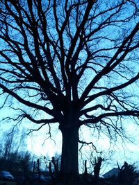 bare tree