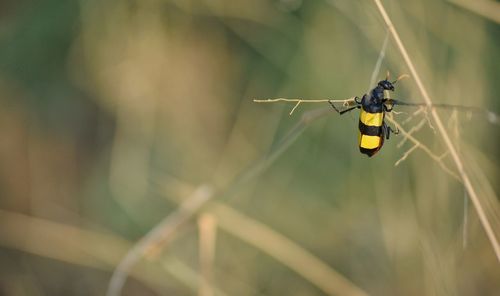 Close-up of insect on leaf