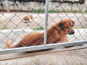 View of dogs relaxing on fence