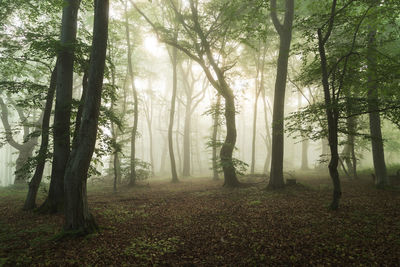 Summer morning landscape of the foggy forest