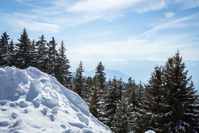 Pine trees on snow covered mountain against sky